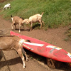 マウイのヤギ牧場Surfing Goat Dairyに行ってきました