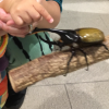 クワガタ、カブトムシ好きは、横浜のみんなの世界昆虫展へ急げ