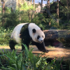 台北子連れ旅行、おすすめな1日の使い方。台湾市立動物園でパンダを見てから十分老街で天燈上げ(動物園編）
